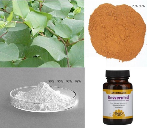 Giant Knotweed Extract Powder